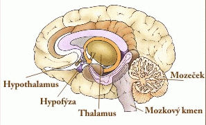 Hypofýza - podvěsek mozkový - nejvyšší endokrinní žláza, řídí činnost ostatních žláz - umístěna v tureckém sedle kosti klínové - obsahuje neurosekreční