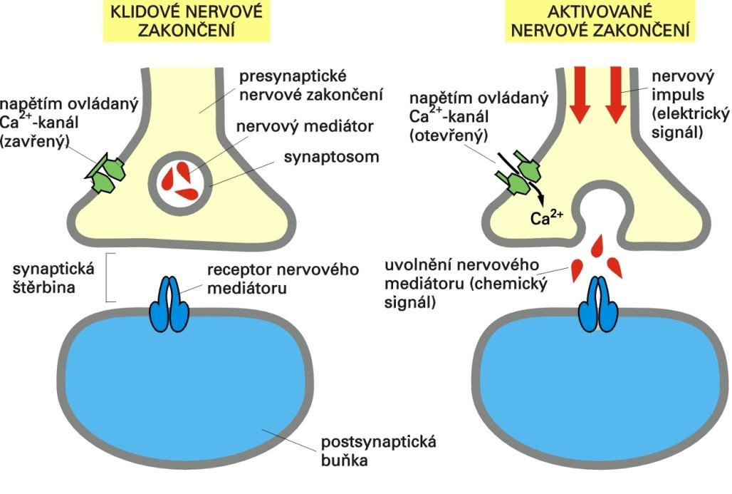Přeměna signálů v synapsi Akční potenciál v nervovém zakončení otevření elektricky ovládaných Ca 2+ -kanálů v plasmatické membráně vápenaté ionty do zakončení nervové buňky.
