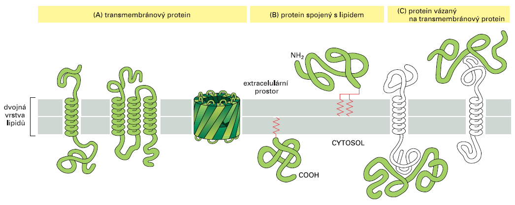 Protein má v membráně obvykle strukturu α-helixu (A) transmembránový protein (B) protein spojený s membránou