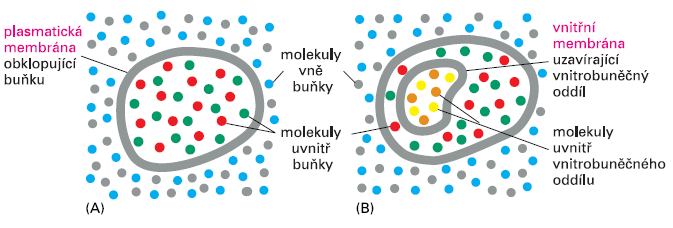 Buněčné membrány jako fyzikální bariéry membrány jako fyzikální bariéry mezi dvěma oddíly brání smísení molekul z