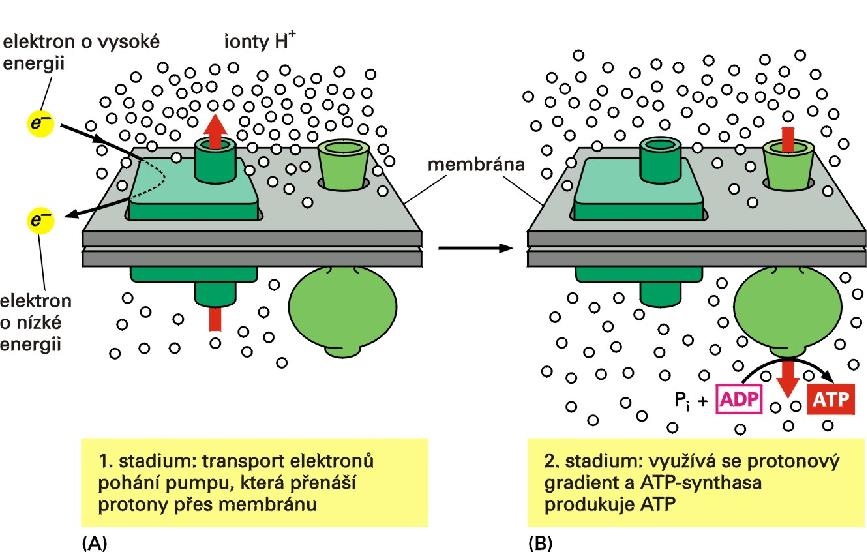 Získávání energie v mitochondriích Chemiosmotické spřažení přenos elektronů elektrontransportní řetězec čerpání protonů proteinová pumpa syntéza ATP ATP-syntáza (A) membrána, ve které je zanořena