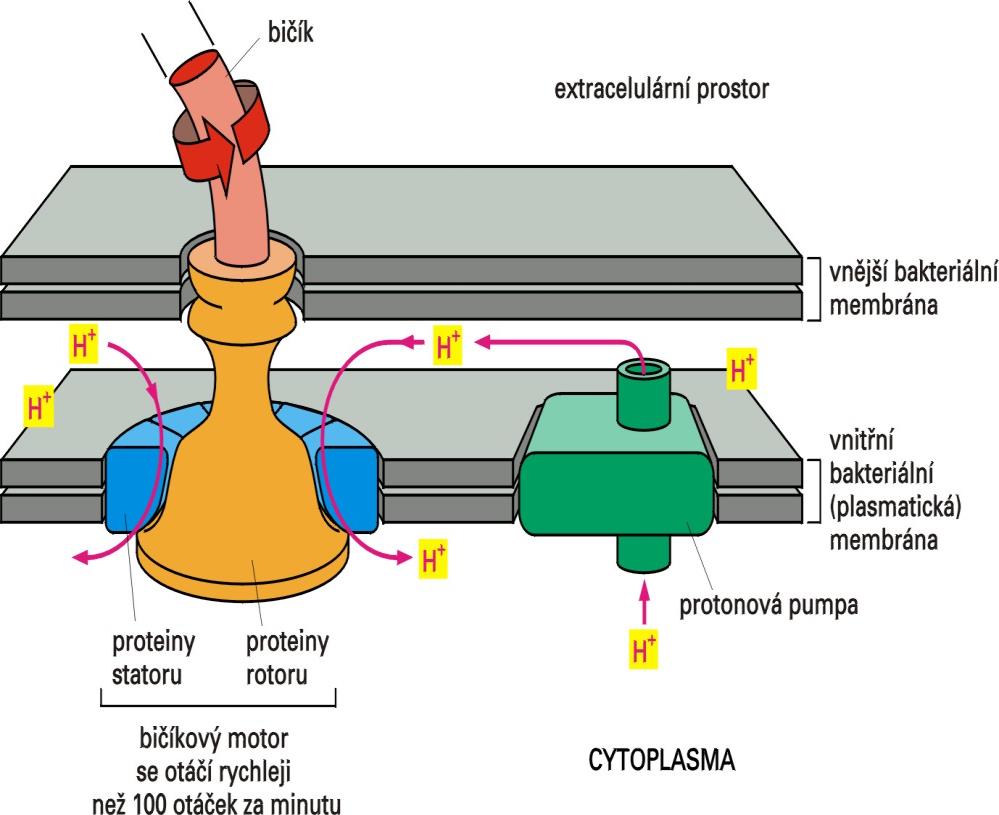 Otáčení bakteriálního bičíku je poháněno tokem protonů bičík připojen k řadě proteinů (proteinových kruhů) zanořených ve
