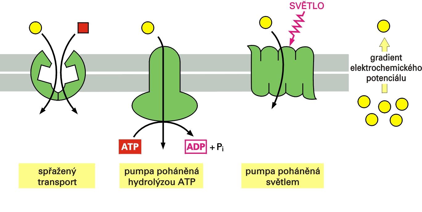 Tři cesty řízení aktivního transportu spřažený transport pumpy poháněné ATP pumpy