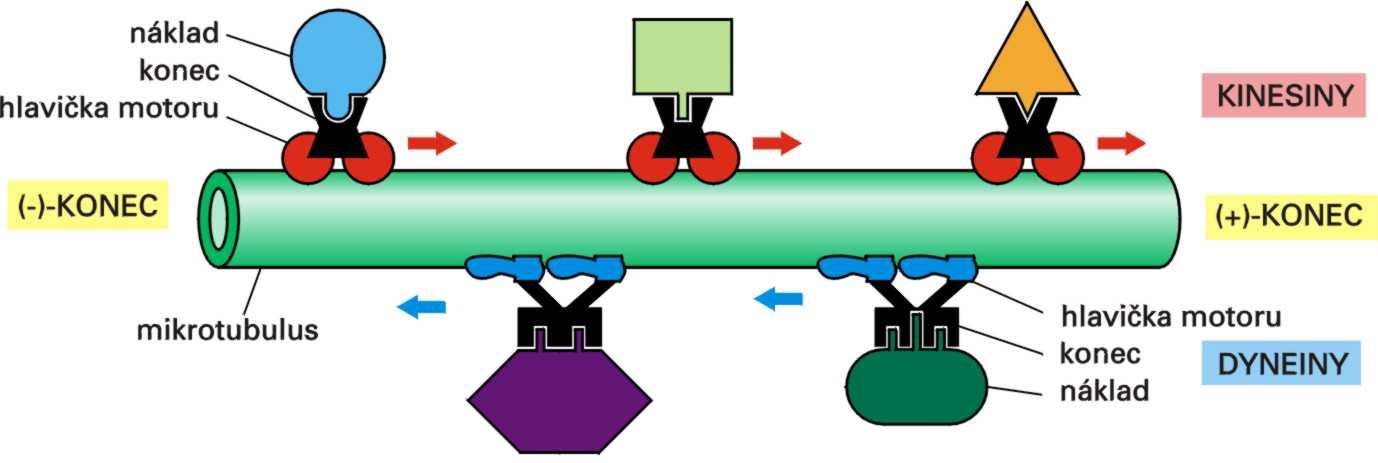 Molekulové motory transportují náklady podél mikrotubulů kinesiny se pohybují k směrem k plus-konci mikrotubulů dyneiny se pohybují k minus-konci mikrotubulů oba