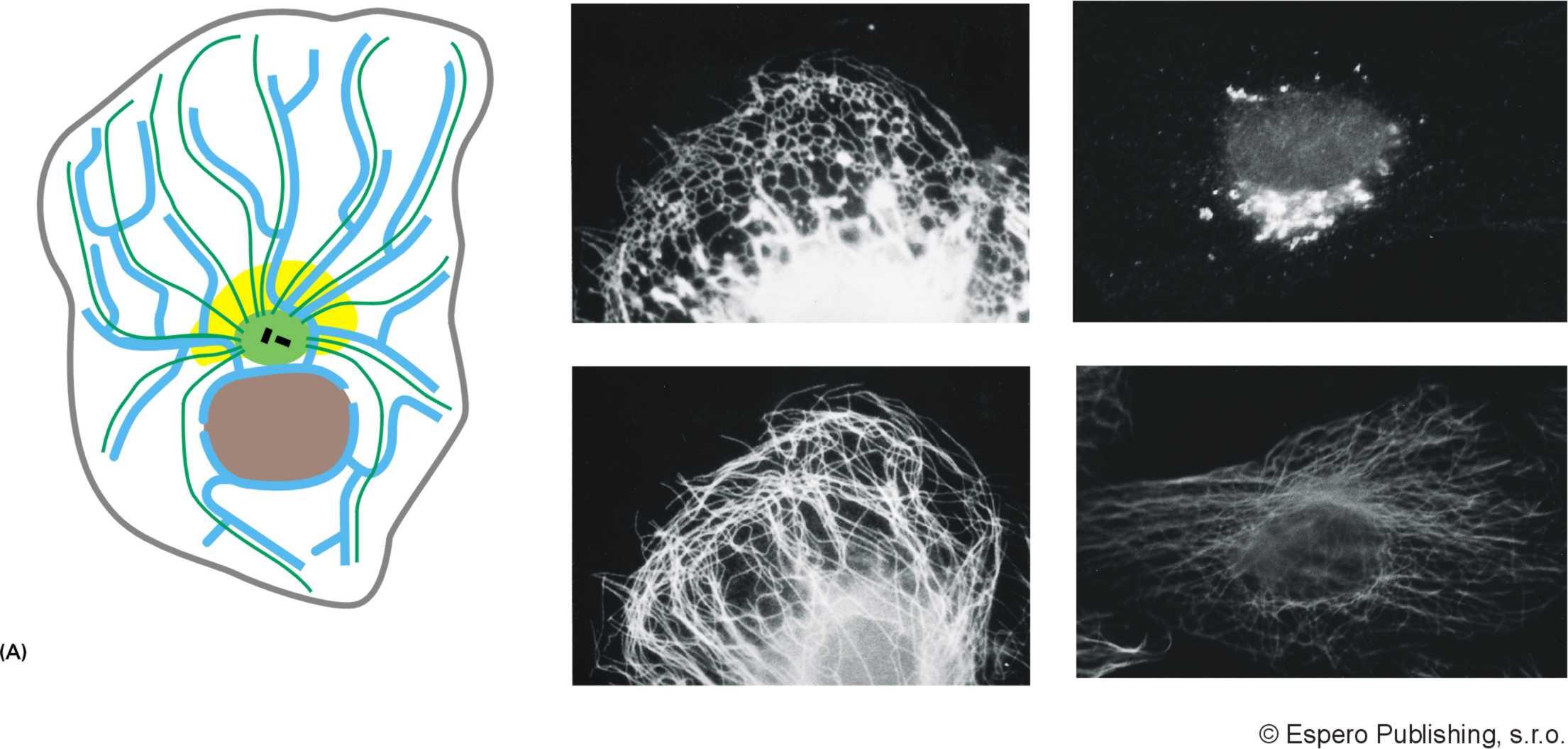 Umísťování organel pomocí mikrotubulů (B) ER kinesiny (C) Golgi dyneiny