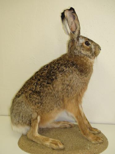 85 zajícovci (Lagomorpha), hlodavci (Rodentia) Makroskopicky burunduk páskovaný lebka králíka králík divoký lebka zajíce zajíc polní veverka obecná www.photonovotny.