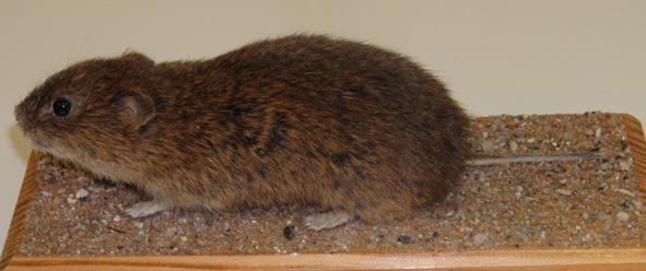 86 hlodavci (Rodentia) myšovití, křečkovití - hraboši myš domácí hraboš polní křeček polní myšice temnopásá norník rudý myšice křovinná hryzec vodní potkan ondatra pižmová Jaké jsou