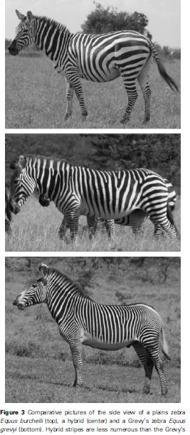 Equus grevy, populace méně než 3000 jedinců v severní Kenyi a