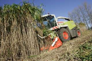 Pěstování vlastního paliva - MISCANTHUS GIGHANTHEUS Osázeno cca 250 ha oblast Plešnice Úlice oblast Písecko Sází se hlíza resp. zdužnatělý kořen (rhizom) asi 12 cm hluboko v březnu-dubnu.