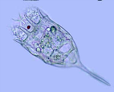 (Syndermata) vnitřní kutikula vnější lorika věnec brv poblíž ústního otvoru přihání potravu - plankton, detrit trávicí trubice hltan mastax - žvýkací žaludek řiť nebo kloaka Keratella Polyarthra