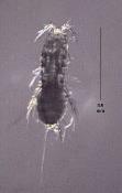 Copepoda - klanonožci Rozmnožování: Gonochoristé Samička nosí vajíčka do vylíhnutí nauplií Naupliové stádium odlišné od dospělců 10-12 svlékání do dospělce Stadia (naupliová, metanaupliová,