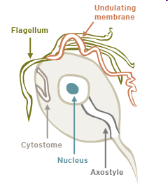 Trichomonas vaginalis http://archive.microbelibrary.org/as MOnly/Details.