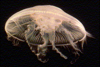 (9000 druhů) vodní, převážně mořští, přisedlí (často v koloniích) i volně plovoucí (pelagičtí) tělo s radiální symetrií P: žahavé buňky