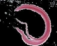 Kmen: PLOŠŤĚNCI - PLATYHELMINTHES parazitičtí zástupci endoparazité obratlovců P: neodermis (syncytiální epitel) ochrana před trávícími enzymy hostitele, absorbce