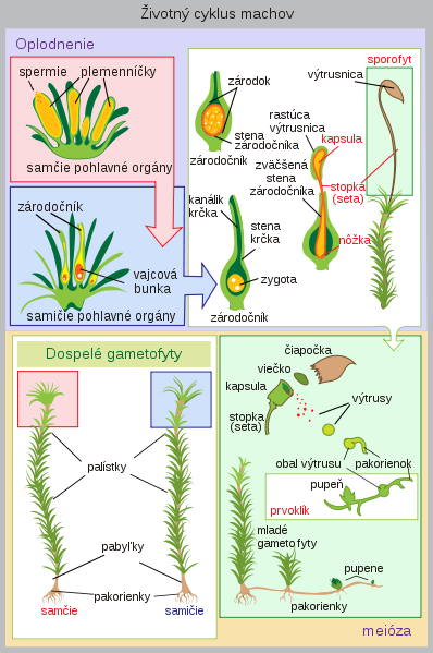 antheridium = pelatka archegonium =