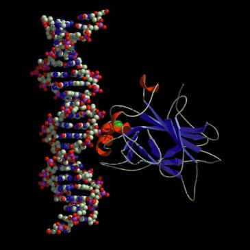 Protoonkogeny PROTOONKOGENY úloha v regulaci buněčného dělení Růstové faktory: sis (virus opičího sarkomu) - PDGF, hst (heparin-binding secretory transforming gene) FGF