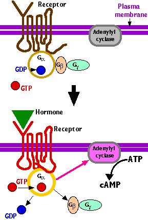 ras Tyrosinkinázy plasmatické membrány: fosforylace tyrosinu abl (virus Abelsonovy myší leukemie), src (virus Rousova sarkomu) Cytoplasmatické proteiny: MAP-kinázy Raf,