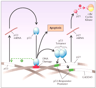 Tumor-supresorový gen TP53 Poškození DNA exprese genu TP53 p53 se váže k místu poškození tetramer p53 působí jako transkripční faktor aktivuje geny brzdící replikaci (produkt p21 inhibuje cdk); při