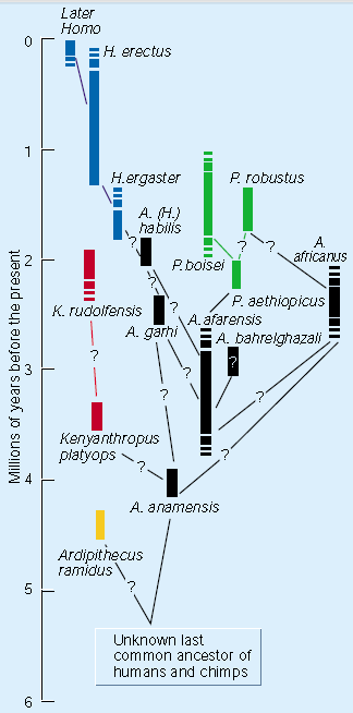 19 se evoluční historie člověka stává ještě komplikovanější. Autor se pokouší umístit tento druh do evolučních vztahů (obr.