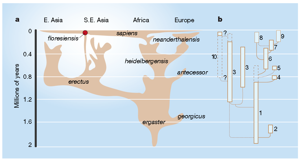 20 Obrázek 8. Homo floresiensis v kontextu evoluce a rozptýlení rodu Homo. a) Nový druh jako součást asijského rozptýlení potomků H. ergaster a H. erectus.