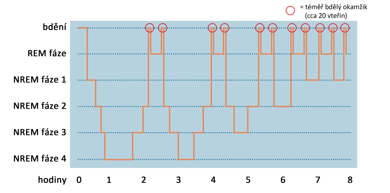 Obrázek 2 - Fáze spánku (sleeptracker, online) 1.2.3 Vegetativní a hormonální změny ve spánku Během spánku dochází ke změnám základních vegetativních funkcí.