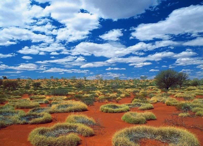 Spinifex - végétation de l Outback je jakýsi druh trávy,