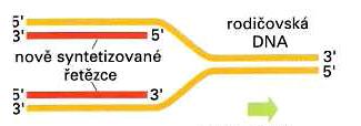 Replikace DNA Replikace ve směru 5