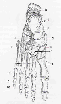 3. TEORETICKÁ ČÁST 3.1 Anatomie nohy Noha zprostředkuje styk těla s terénem, po kterém se pohybujeme. Je přizpůsobena pro lokomoci vestoje.