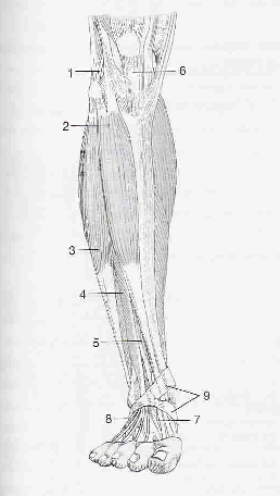 Obr. 6: Svaly na přední straně bérce a na hřbetní straně nohy (Elišková, Naňka, 2007) 1 tractus iliotibialis 6 ligamentum patellae 2 m. tibialis anterior 7 m. extensor hallucis brevis 3 m.