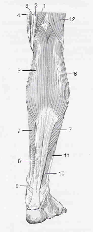 kosti. Dlouhý lýtkový sval provádí flexi a everzi nohy. Zajišťuje podélnou i příčnou klenbu nohy. (Dylevský, 2003) Obr. 7: Svaly na dorzální straně bérce 1 m. semimembranosus 7 m. soleus 2 m.