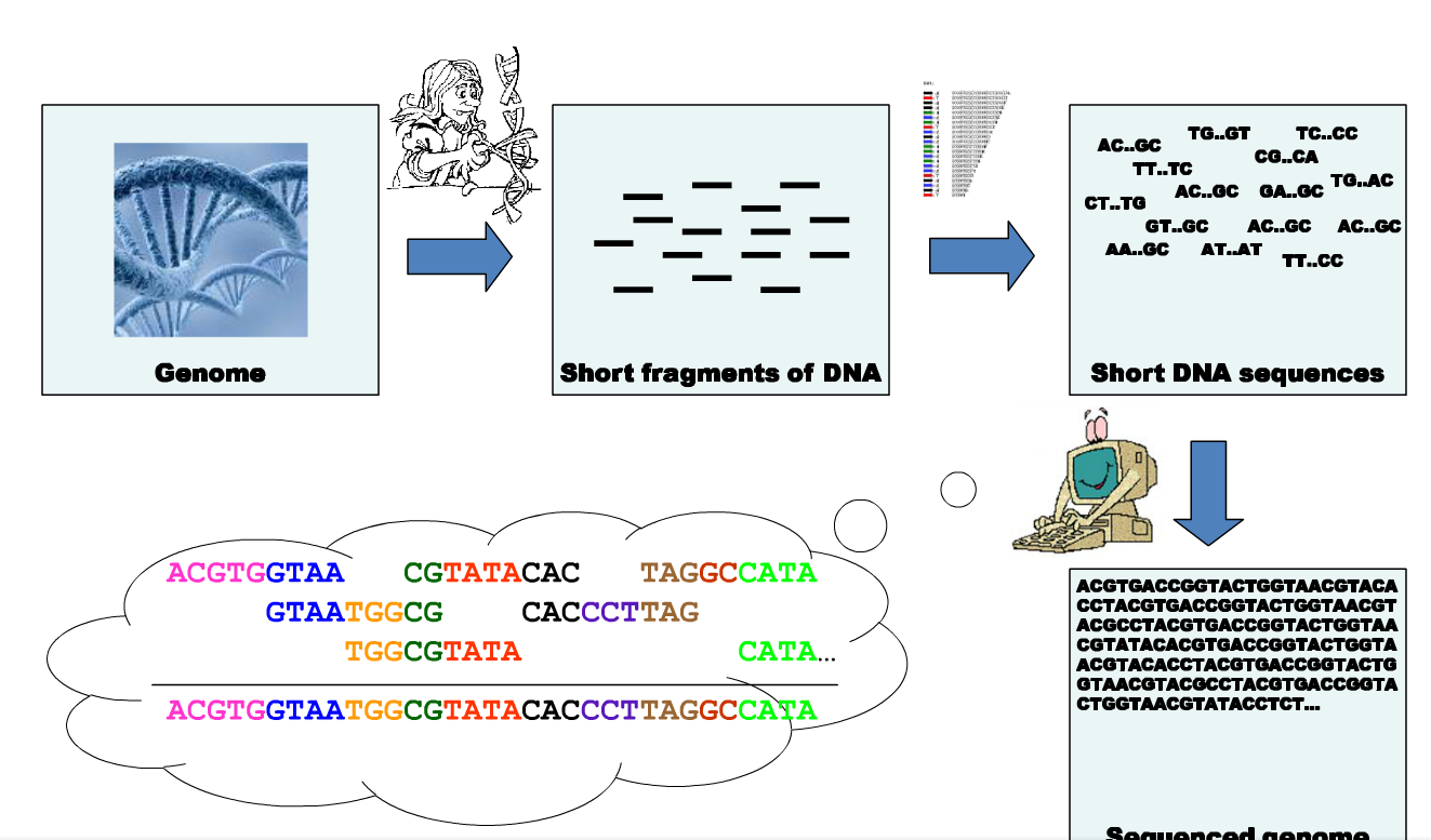 Metody celogenomového sekvenování Celogenomové sekvenován Cíl: získat informaci o pořadí nukleotidů genomické DNA nebo jejich rozsáhlých částech Princip: 1.