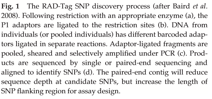 RAD-Taq sequencing - restrikce: DNA je naštípána dvojicí restriktáz - ligace: na vzniklé fragmenty jsou navázány adaptory - vysokokapacitní NGS sekvenování (tagged fragment amplification) -