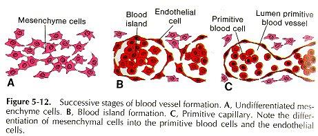 Vaskulogeneze angioblasty jsou založeny před