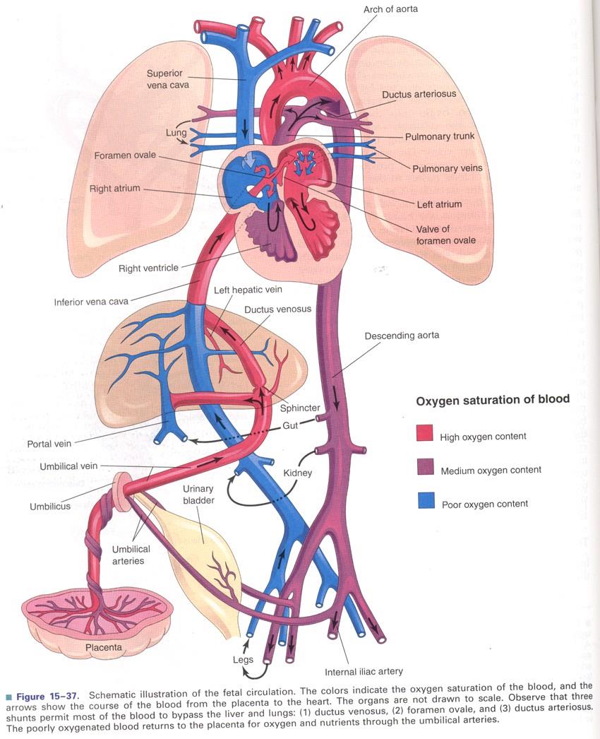 Fetální oběh ductus venosus (Arantii)