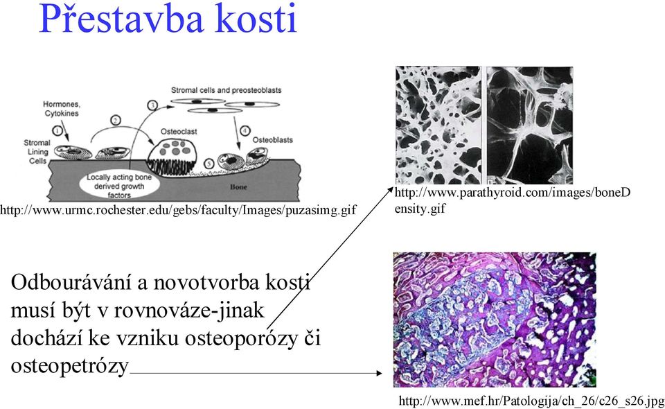 com/images/boned ensity.