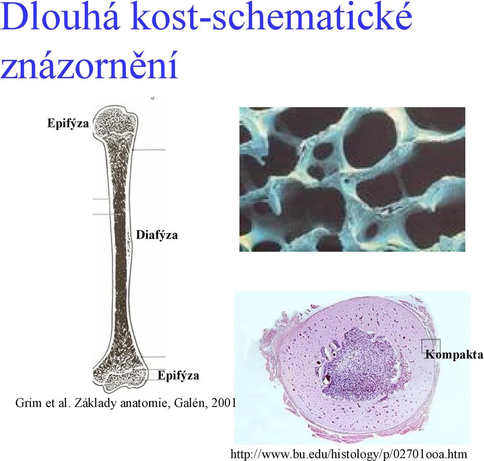 Kompakta Grim et al.