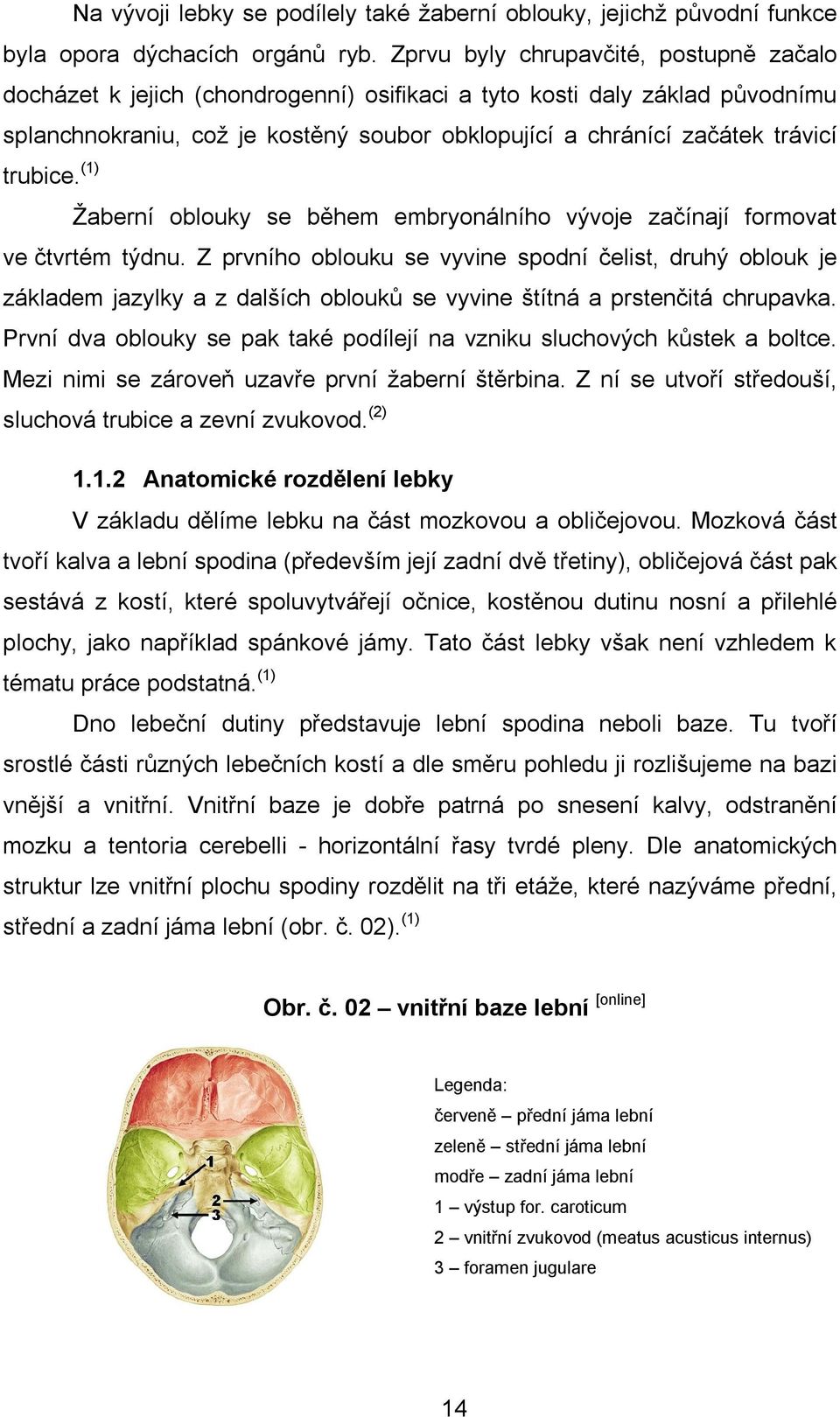trubice. (1) Žaberní oblouky se během embryonálního vývoje začínají formovat ve čtvrtém týdnu.