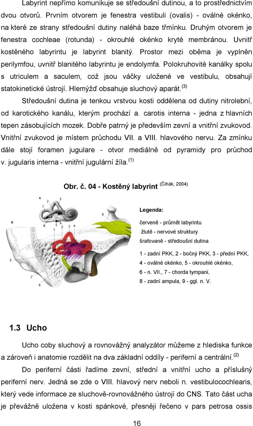 Druhým otvorem je fenestra cochleae (rotunda) - okrouhlé okénko kryté membránou. Uvnitř kostěného labyrintu je labyrint blanitý.