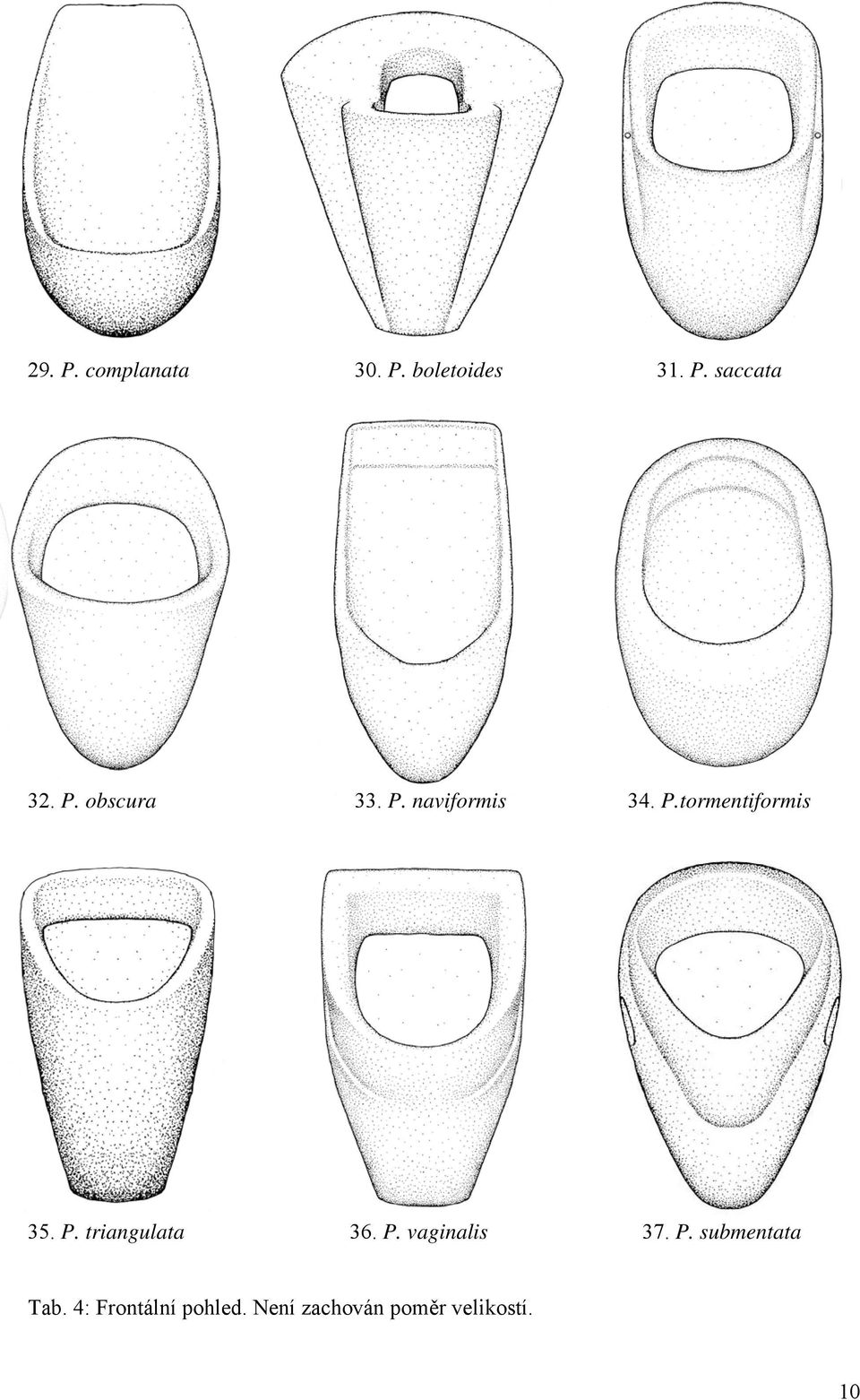P. triangulata 36. P. vaginalis 37. P. submentata Tab.