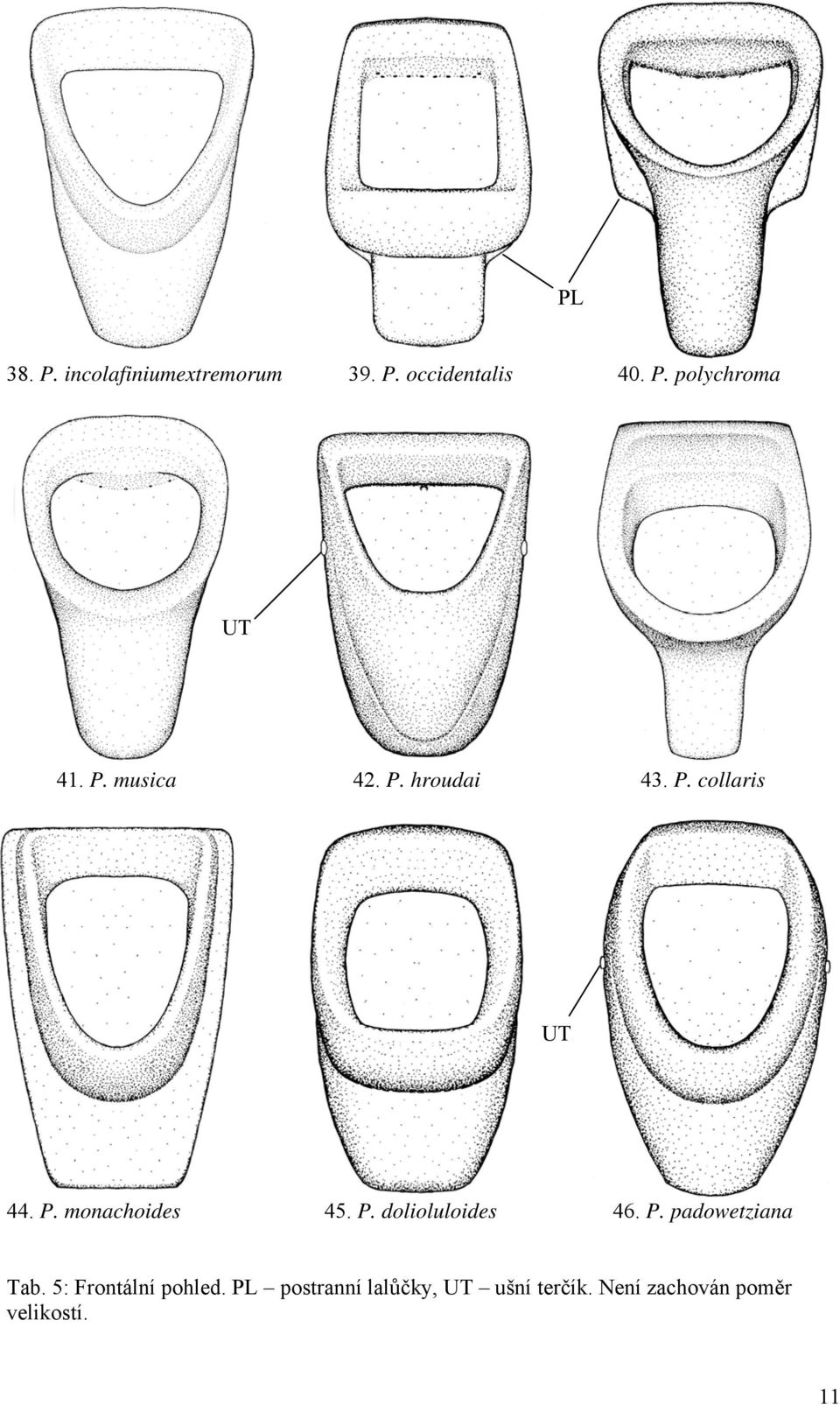 P. padowetziana Tab. 5: Frontální pohled.
