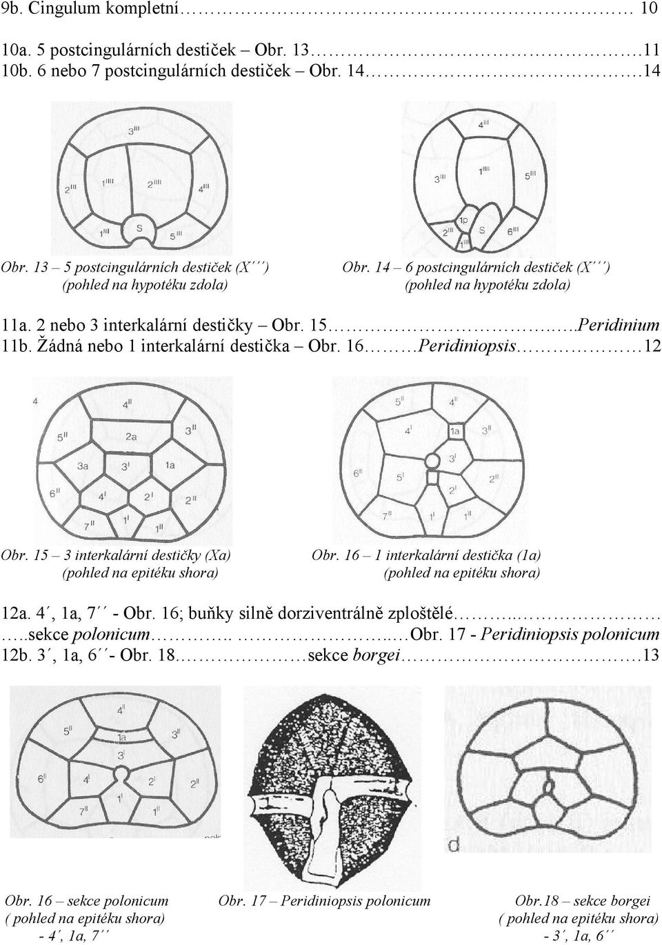 15 3 interkalární destičky (Xa) (pohled na epitéku shora) Obr. 16 1 interkalární destička (1a) (pohled na epitéku shora) 12a. 4, 1a, 7 - Obr. 16; buňky silně dorziventrálně zploštělé....sekce polonicum.