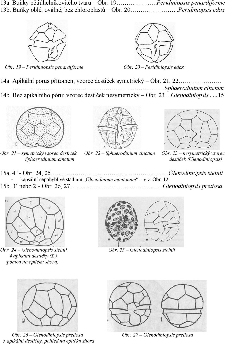 21 symetrický vzorec destiček Obr. 22 Sphaerodinium cinctum Obr. 23 nesymetrický vzorec Sphaerodinium cinctum destiček (Glenodiniopsis) 15a. 4 - Obr. 24, 25.