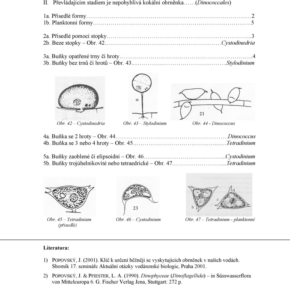 Buňka se 3 nebo 4 hroty Obr. 45....Tetradinium 5a. Buňky zaoblené či elipsoidní Obr. 46...Cystodinium 5b. Buňky trojúhelníkovité nebo tetraedrické Obr. 47...Tetradinium Obr. 45 Tetradinium Obr.