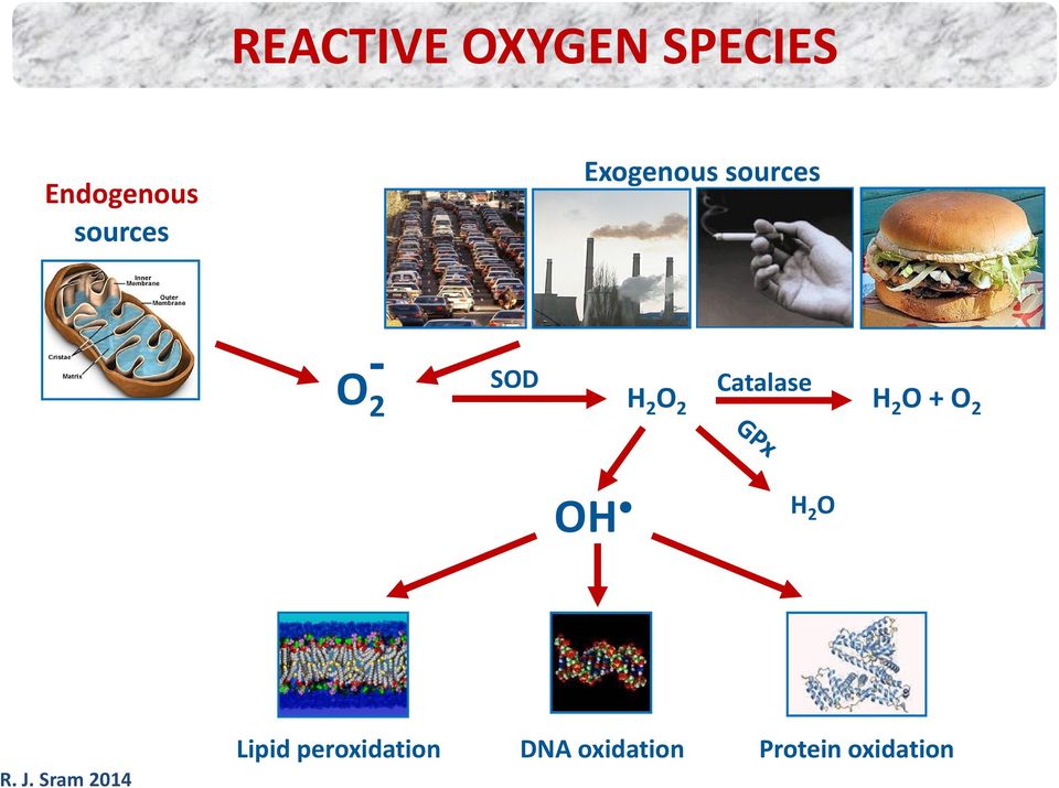 O 2 Catalase H 2 O + O 2 OH H 2 O Lipid