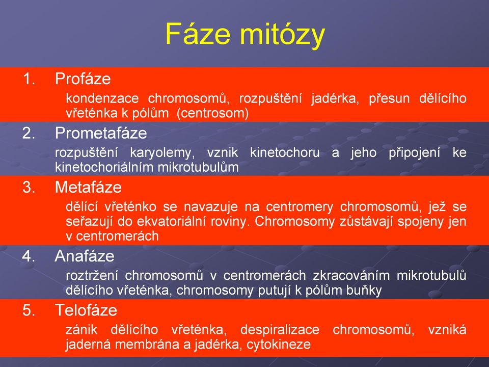 Metafáze kinetochoru a jeho připojení dělící vřeténko se navazuje na centromery chromosomů, jež se seřazují do ekvatoriální roviny.