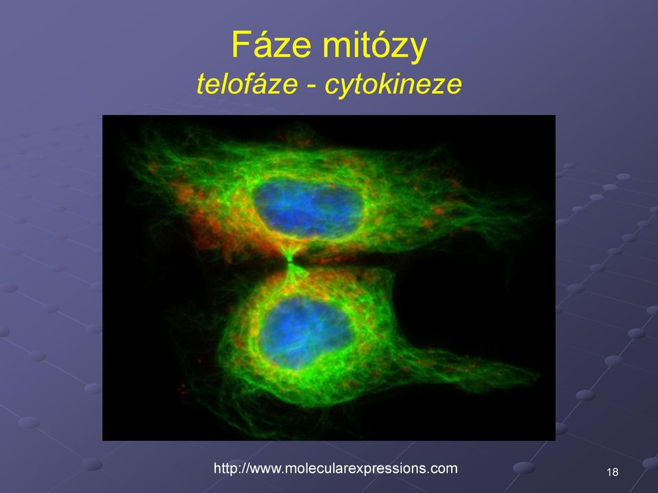 cytokineze