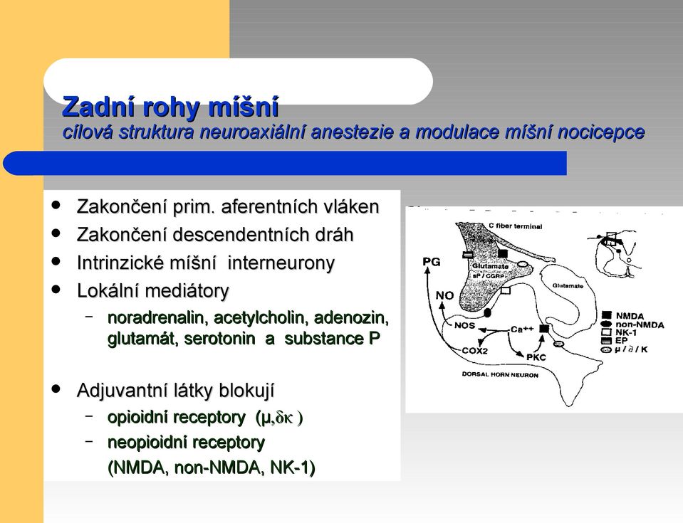 aferentních vláken Zakončení descendentních dráh Intrinzické míšní interneurony Lokální