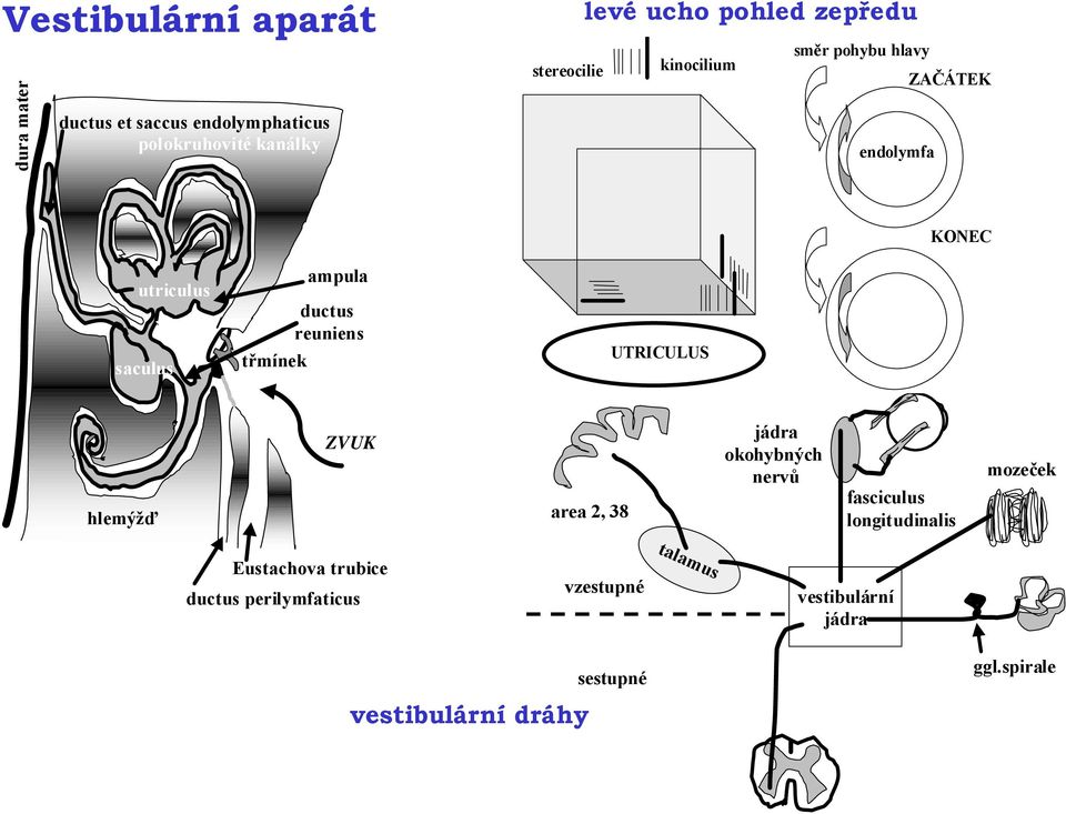 reuniens třmínek UTRICULUS jádra okohybných nervů ZVUK area 2, 38 hlemýžď Eustachova trubice ductus