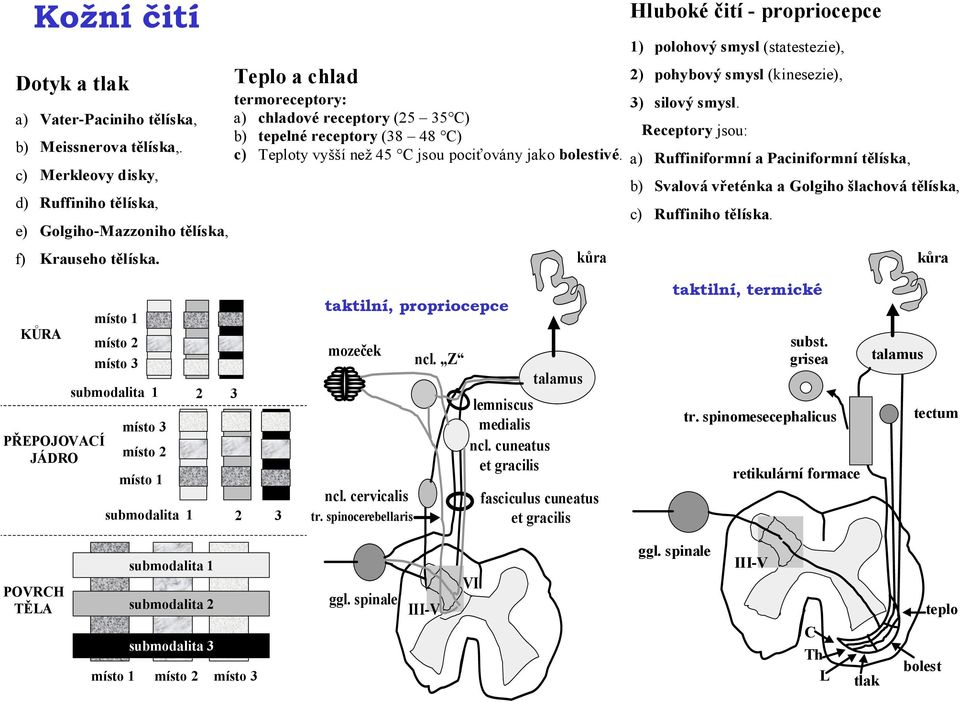 kůra Hluboké čití - propriocepce 1) polohový smysl (statestezie), 2) pohybový smysl (kinesezie), 3) silový smysl.