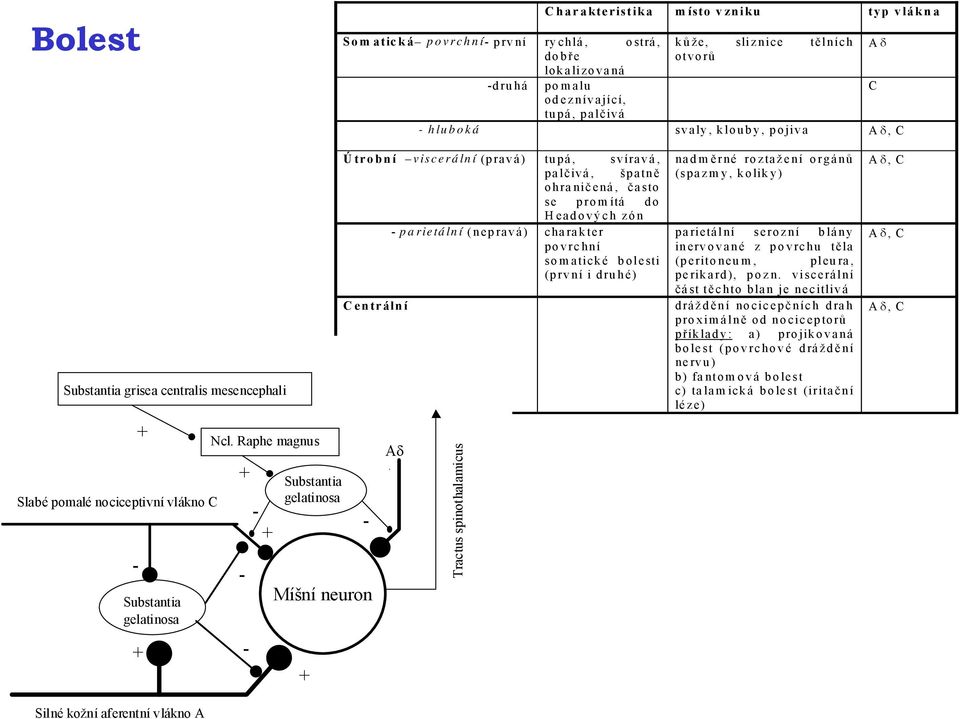 Raphe magnus + - - - + Substantia gelatinosa Míšní neuron + Útrobní viscerální (pravá) tupá, svíravá, p alčivá, špatně ohranič ená, často se promítá do Headových zón - parietální (nepravá) charakter